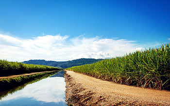 Sugarcane Fields, nature HD wallpaper