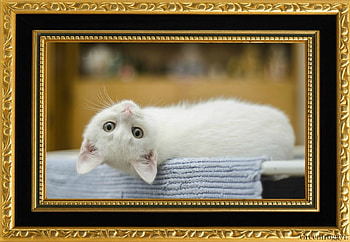 LOVELY CAT, LOVELY, FELINE, , CAT HD wallpaper