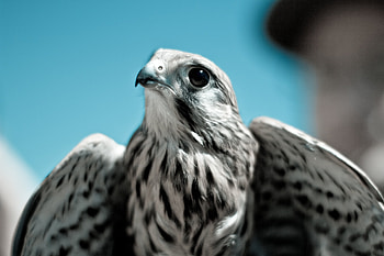 Animals, Bird, Beak, Predator, Eagle HD wallpaper