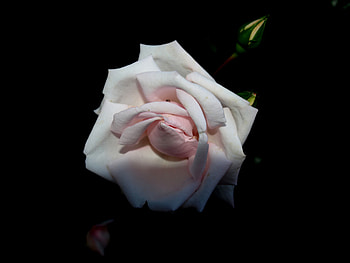 wild rose, rose, 05, 09, wild HD wallpaper