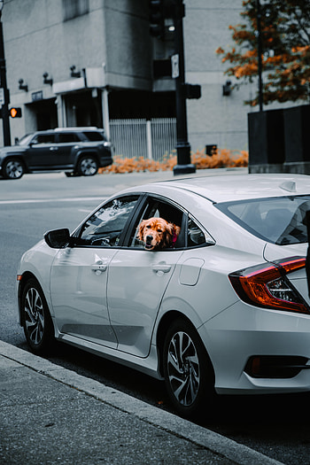 Animals, Dog, Car, Machine, Protruding Tongue, Tongue Stuck Out, Retriever HD phone wallpaper