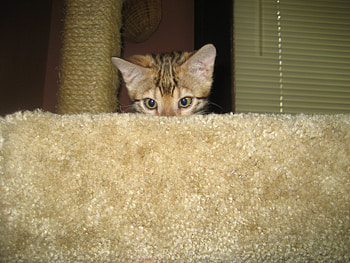 Bengal Kitten Jada, kitten, bengal, jada HD wallpaper