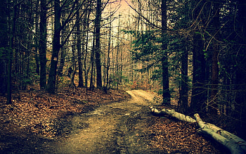 Nature, Trees, Summer, Forest, Path HD wallpaper