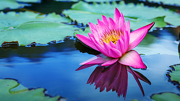 Water Lily, Flowers, Lotus, Pond, Pink HD wallpaper