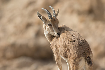 Desert Sentinel: Nubian Ibex — Ultra, Animal HD wallpaper