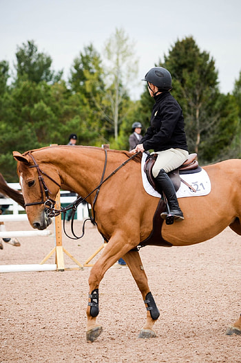 Equestrian ideas, Beautiful horses, Equitation, Horse riding HD phone wallpaper