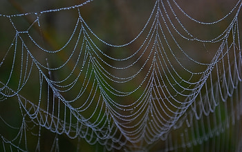 Background, Web, Drops HD wallpaper