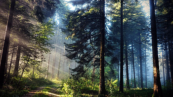 Emerald Enchantment: Fantasy Rainforest, fantasy HD wallpaper