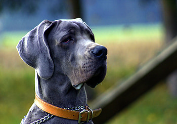 Black Great Dane, , Stunning peak, Striking dog HD wallpaper