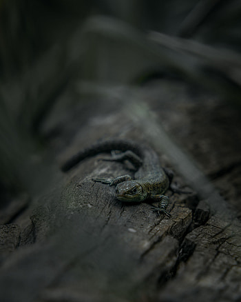Animals, Rock, Stone, Lizard, Reptile, Mimicry HD phone wallpaper