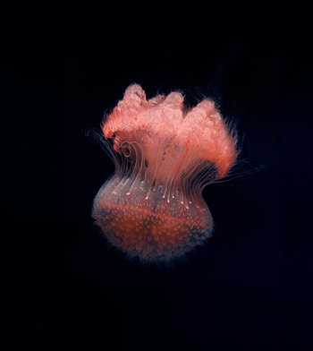 Fluffy, jellyfish, close up HD phone wallpaper