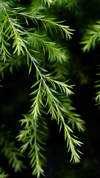 Nature, Leaves, Plant, Macro, Branch, Focus HD phone wallpaper