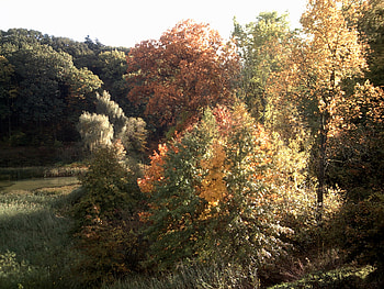 ?, look, green, tree, yellow HD wallpaper
