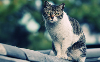 Animals, Cats HD wallpaper
