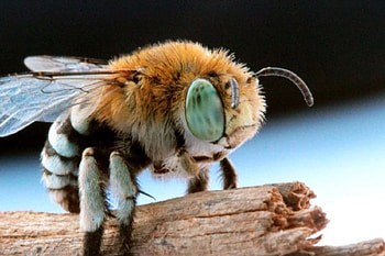 Blue Banded Bee, blue, bee, baned, insect HD wallpaper