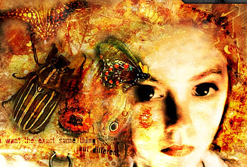 I Want the Same Thing, words, butterfly, fantasy, beauty HD wallpaper