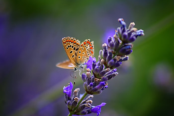 Background, Flower, Macro, Light, Light Coloured, Butterfly HD wallpaper