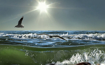 Nature, Birds, Sea, Sun, Seagulls, Waves, Shine, Light, Spray, Day HD wallpaper