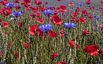 Poppies and Cornflowers, cornflowers, poppies, flowers, wheat field HD wallpaper