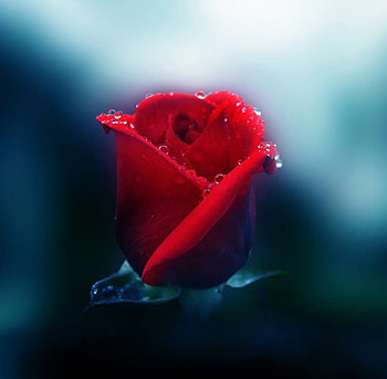 RED ROSE AND DEW DROPS, rose, drops, dew, red HD wallpaper
