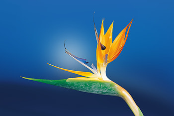 Flowers, Flower, Bud, Close-Up HD wallpaper