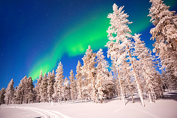 Northern lights, snow, trees, cold, beautiful, sky, aurora borealis, winter, frost, Norway, north, lights HD wallpaper