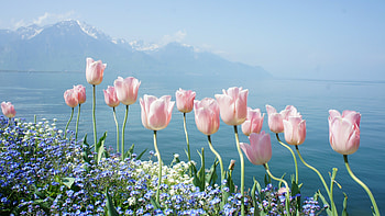 Wild, Tulips HD wallpaper