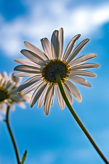 Flowers, Sky, Camomile, Flower, Petals, Chamomile HD phone wallpaper