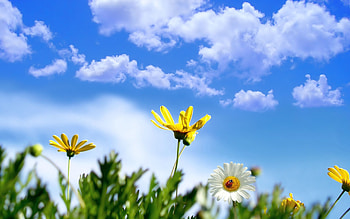 Flower, Nature, Sky, Clouds, Ladybug, Ladybird HD wallpaper