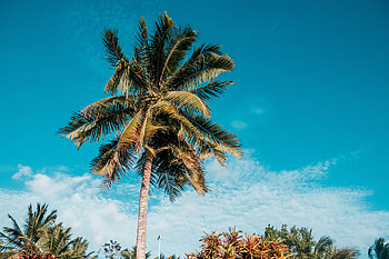 Nature, Sky, Summer, Palm, Tropics HD wallpaper