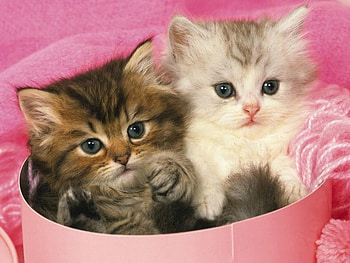 KITTENS IN A BOX, BOX, ANIMALS, KITTENS HD wallpaper