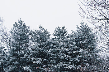 Nature, Trees, Sky, Snow, Forest, Branches, Snow Covered, Snowbound HD wallpaper