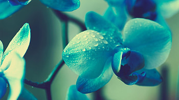 Plants, Flowers HD wallpaper