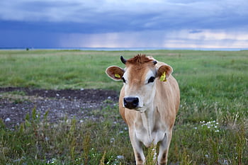 A brown cow stands in a green pasture under a cloudy sky in Gotland, Sweden. HD wallpaper