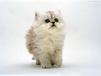 Animals, Cats HD wallpaper