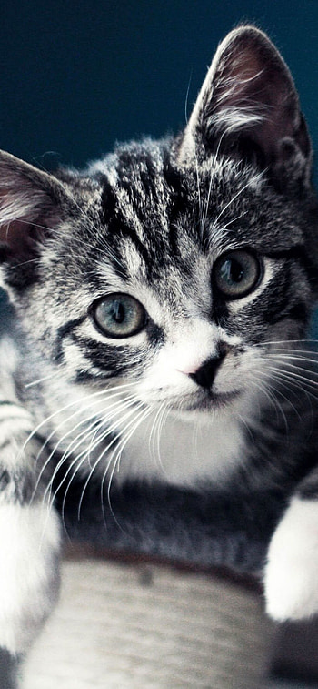 Domestic kitten, 12 Pro HD phone wallpaper