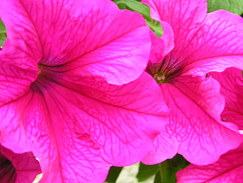 flowers, nature HD wallpaper