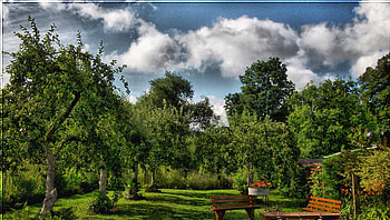 wonderful fruit trees in the backyard r, backyard, lawn, clouds, trees, benches, r HD wallpaper