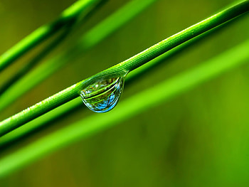 Plants, Background HD wallpaper