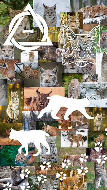 Bobcat/Lynx Therian, lynx HD phone wallpaper