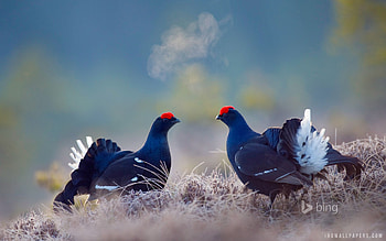 Black Grouse Birds, black, grouse, birds HD wallpaper