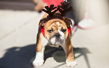 Animals, Dog, Muzzle, Toy, Horns, Bulldog HD wallpaper
