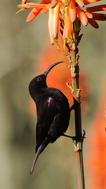 Sunbird, Black HD phone wallpaper