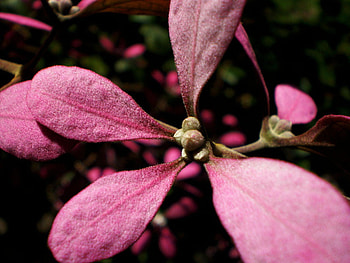 nice flower, flo HD wallpaper