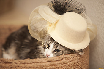 Animals, Kitty, Kitten, Muzzle, Sight, Opinion, Hat HD wallpaper