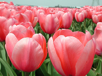 Plants, Flowers, Tulips HD wallpaper