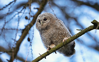 Owl, animal, nature, bird HD wallpaper