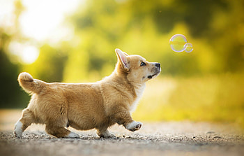 Corgi, Animal backgrounds, Autumn HD wallpaper