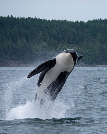 Spectacular view of an orca whale breaching in the Salish Sea. HD phone wallpaper