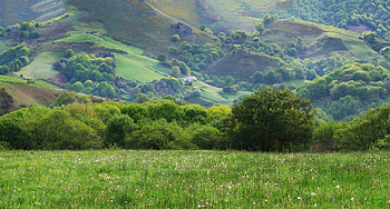 Nature, Trees, Grass, Field, Meadow HD wallpaper